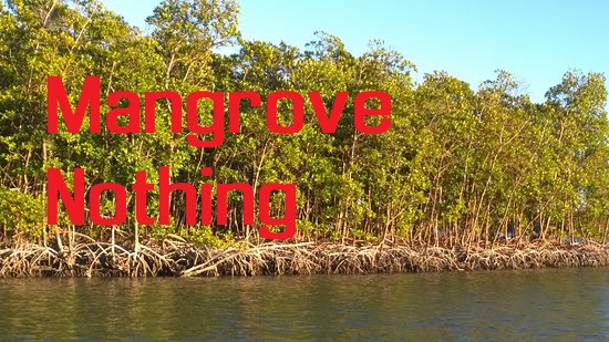 Mangrove Nothing preview