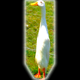 Edlim's Quite Excellent Banners - Noble Long Duck
