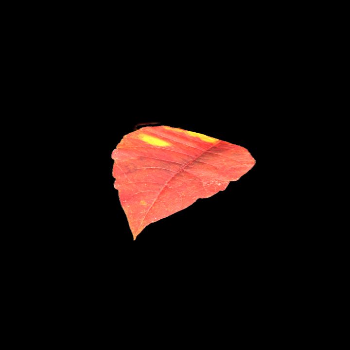 Nature, Leaf, Fall 3