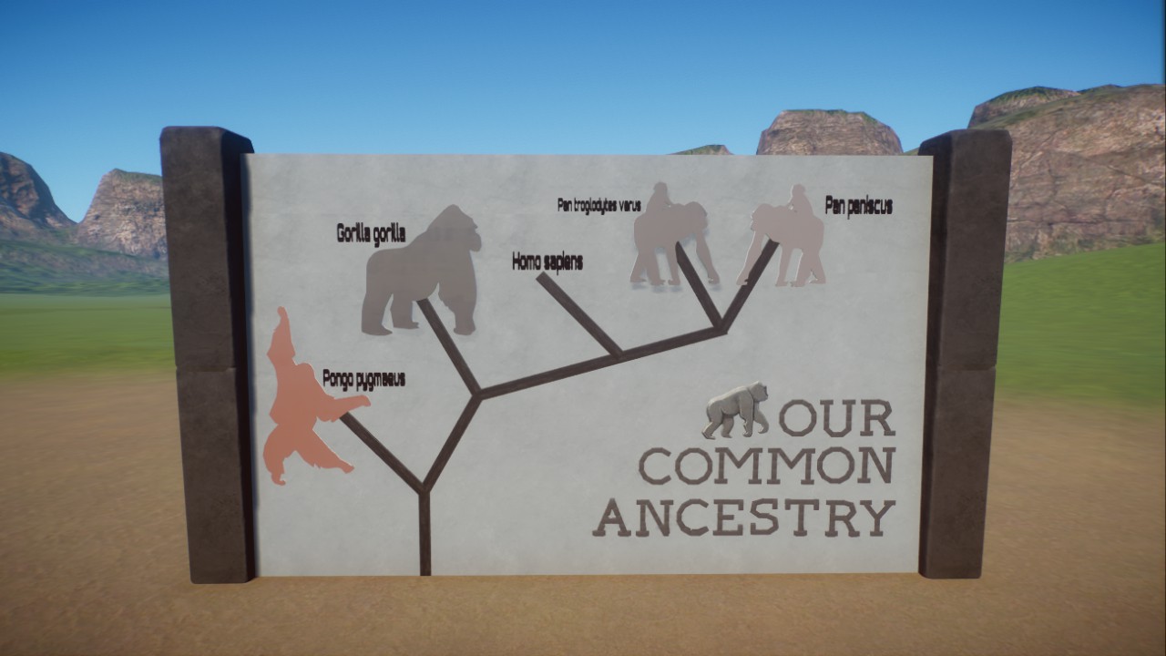 Evolution of the Apes Display