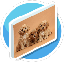 Browndogpaint