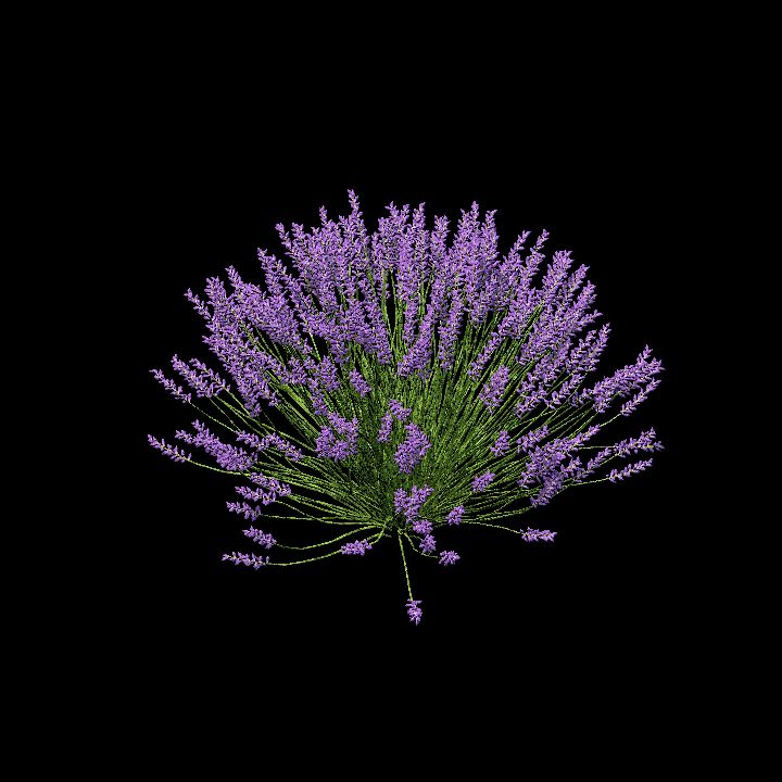 Lavender Bush