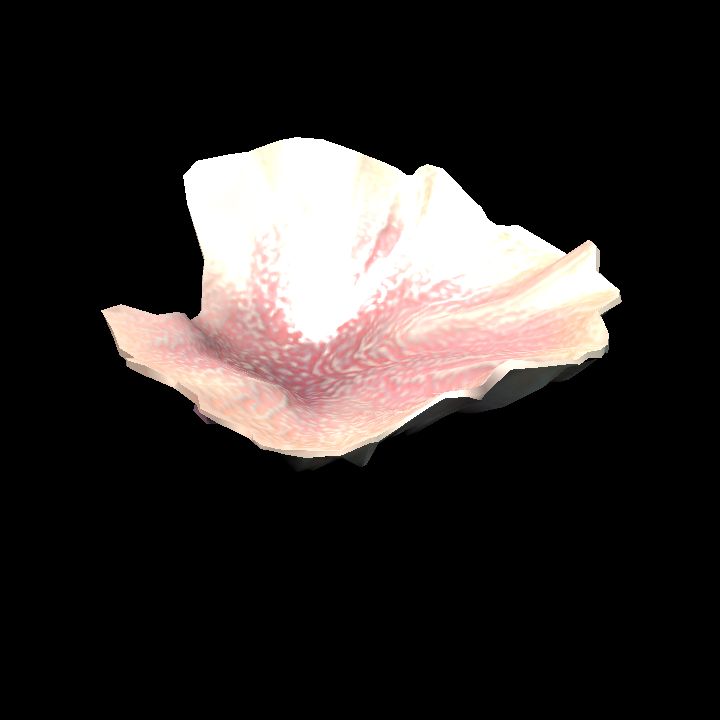 DA_Coral4_1