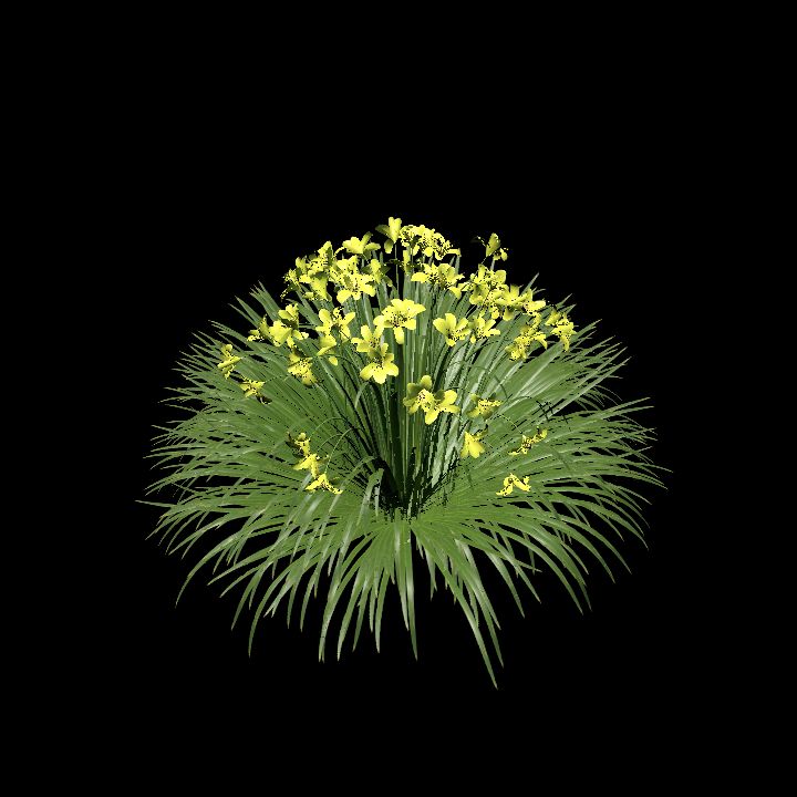 DayLillyYellow