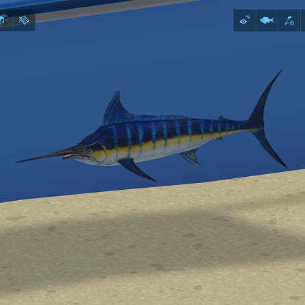 Blue Marlin
