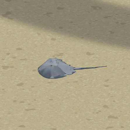 Mangrove Horseshoe Crab