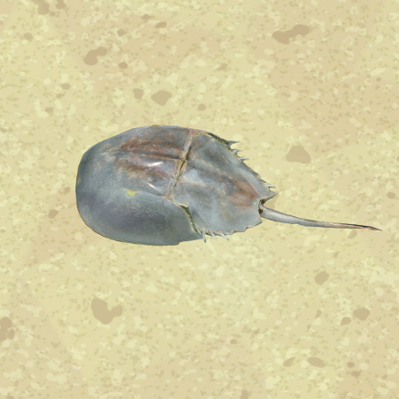 Atlantic Horseshoe Crab