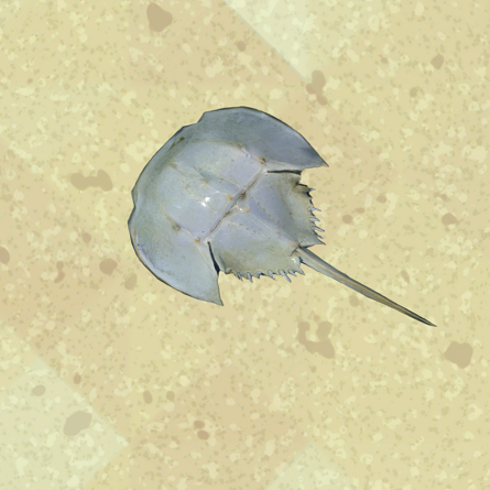 Tri-spine Horseshoe Crab