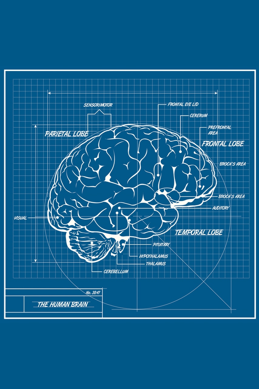 Human brain blueprint