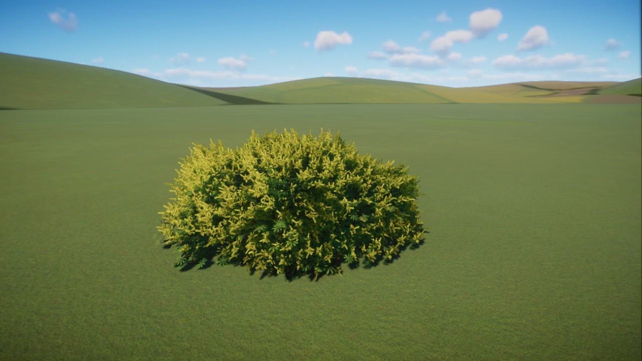 plant - yellow bush
