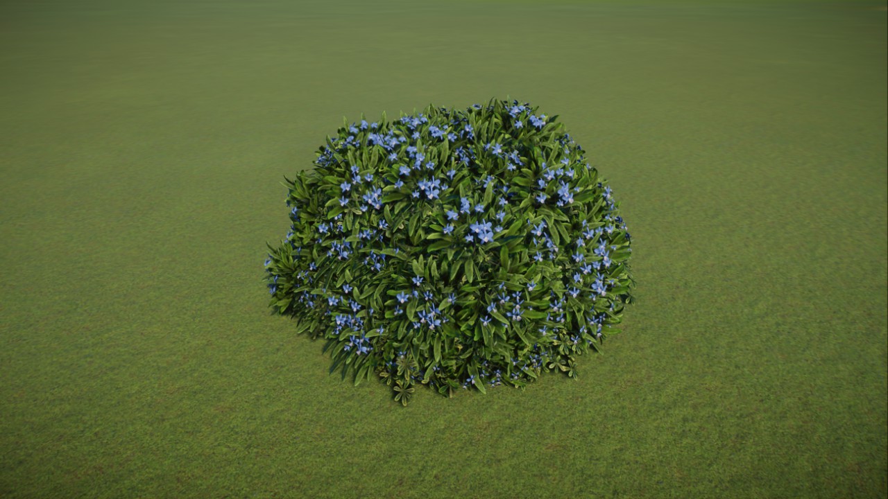 blue bush