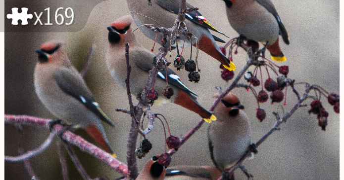Bohemian Waxwings