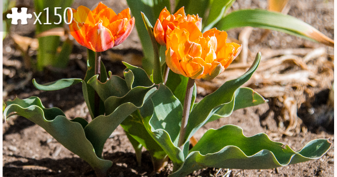 Orange Tulips