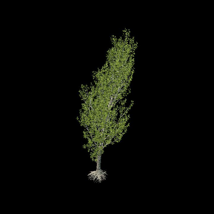 Realistic Black Poplar Tree (32/105)