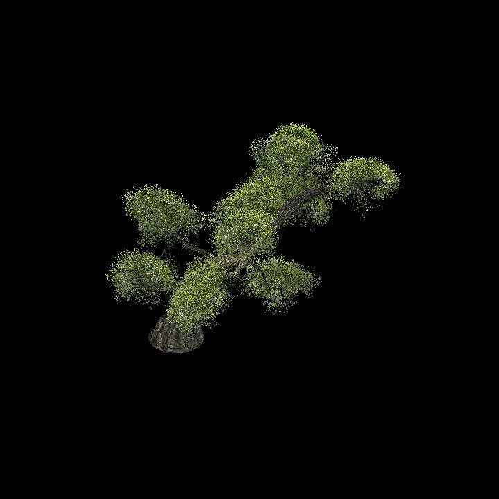 Japanese black pine