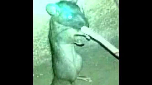rat smoking cigarette a cigar Photos - Download Free High-Quality Pictures Smoking Rat | PLK Wiki