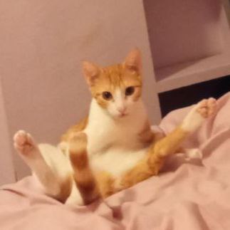 Yumi the koshka