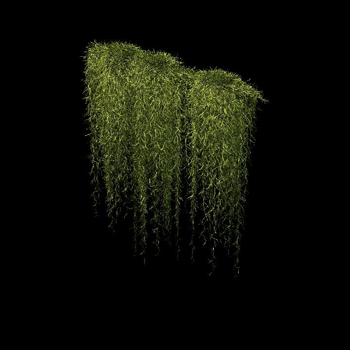 Spanish moss_01