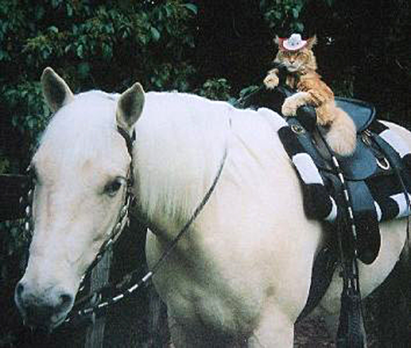 cat_on_a_horse
