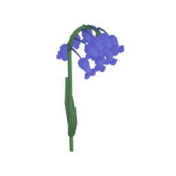 Bluebells