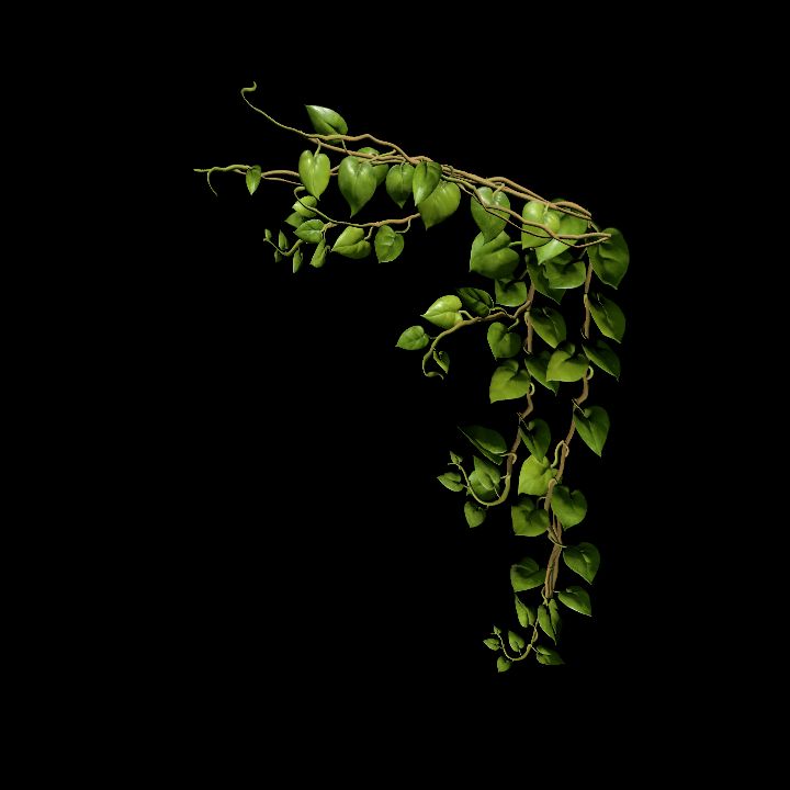 Vine_10