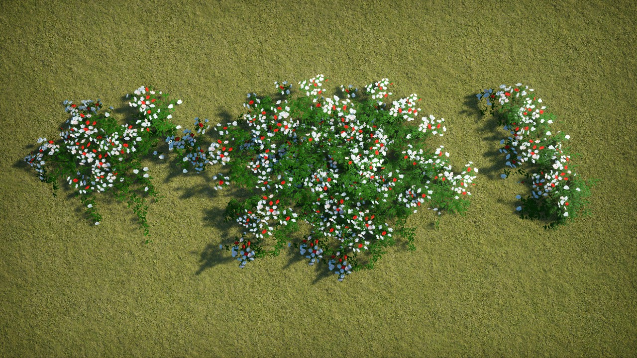 Royal Climbing roses Castle