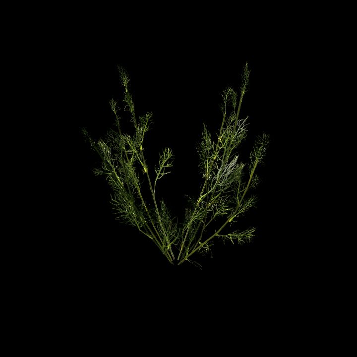 Nature, Plant, Chamonile 1