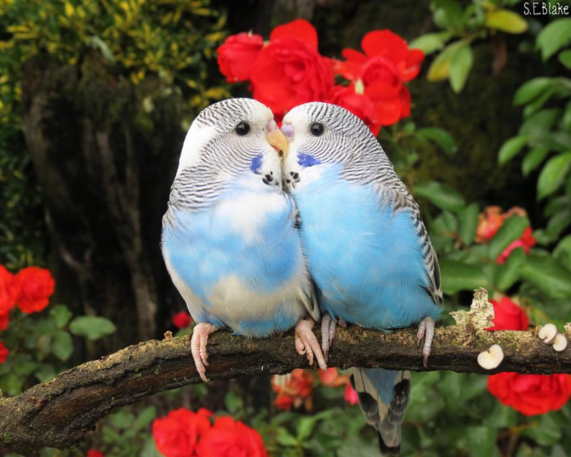 Valentine birds