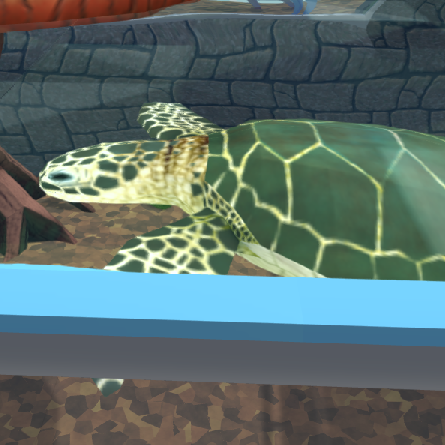 Freshwater Sea Turtle