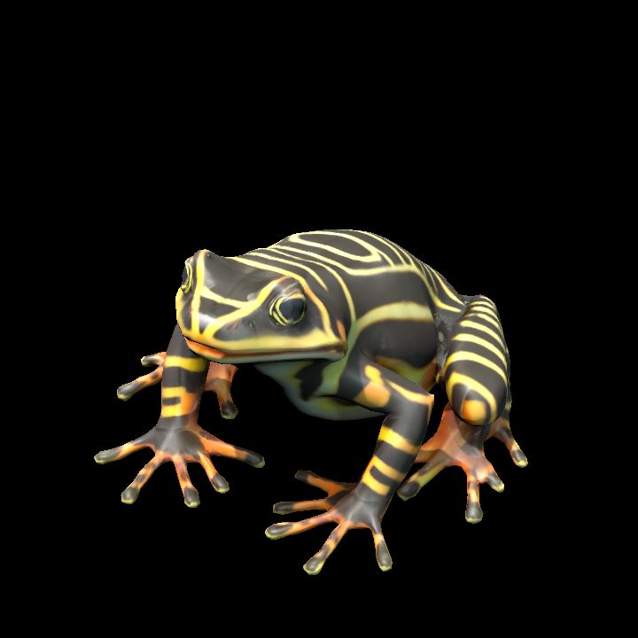 Frog 4