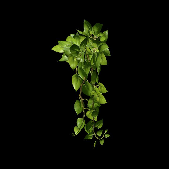 Vine_08