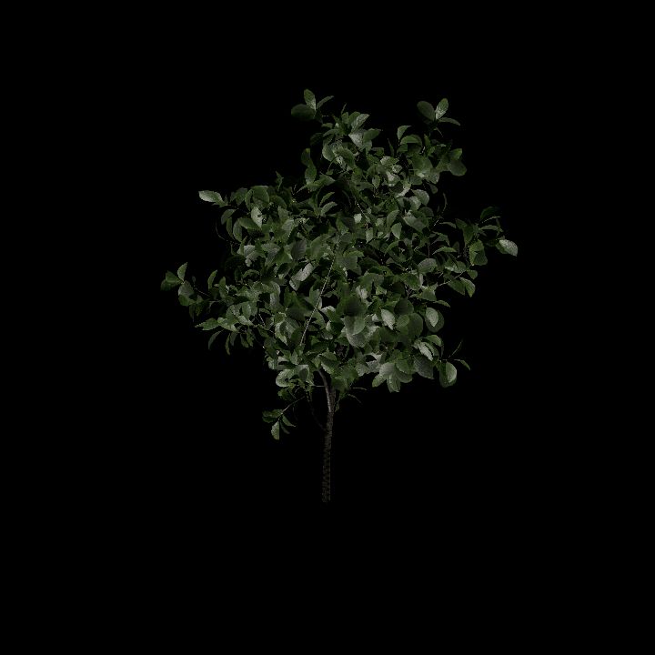 Nature, Plant, European Spindle 3