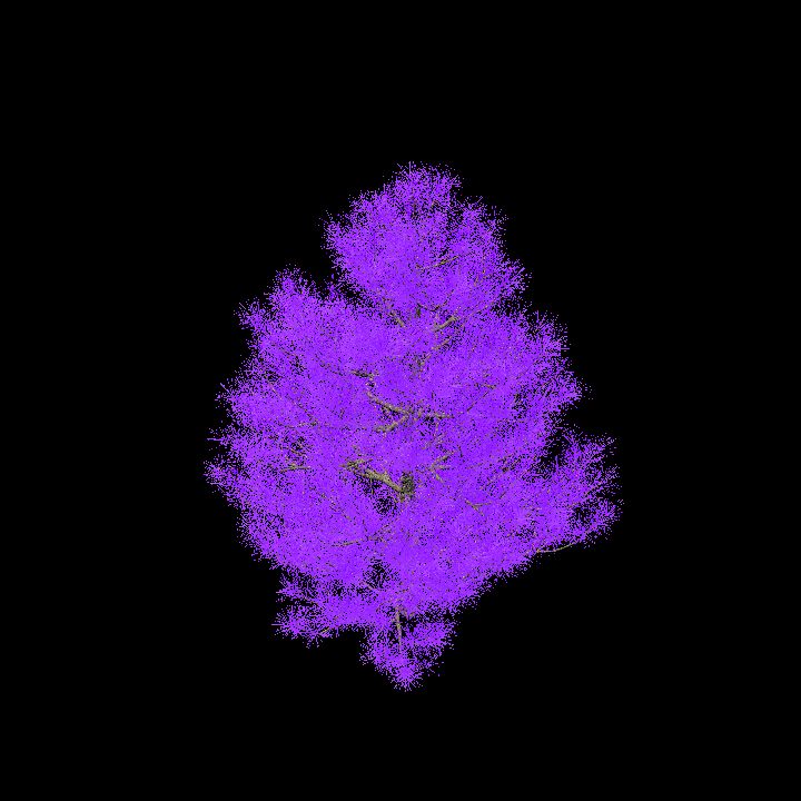 Glowing Pine_5