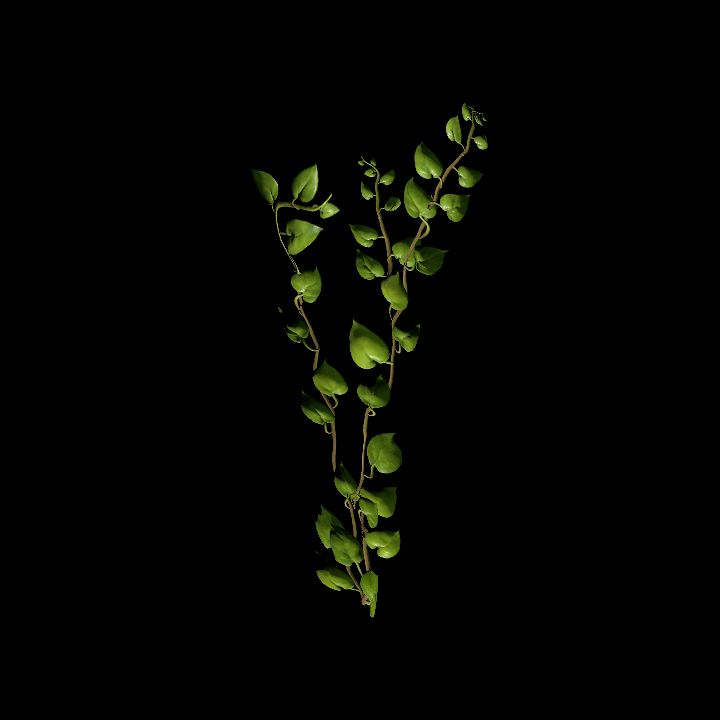 Vine_03