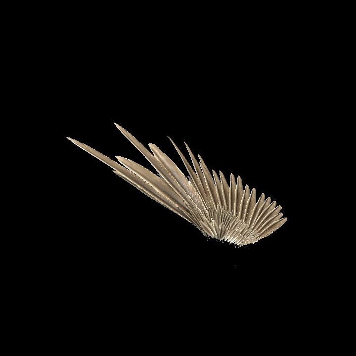 wing feathered 02