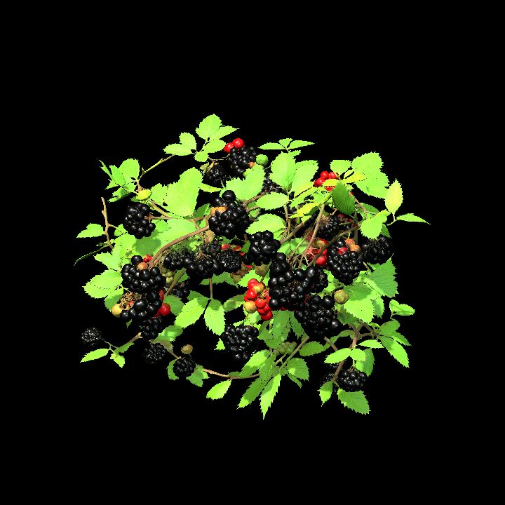 Blackberry cluster