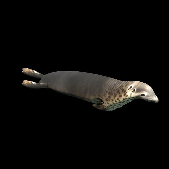 Seal - animated