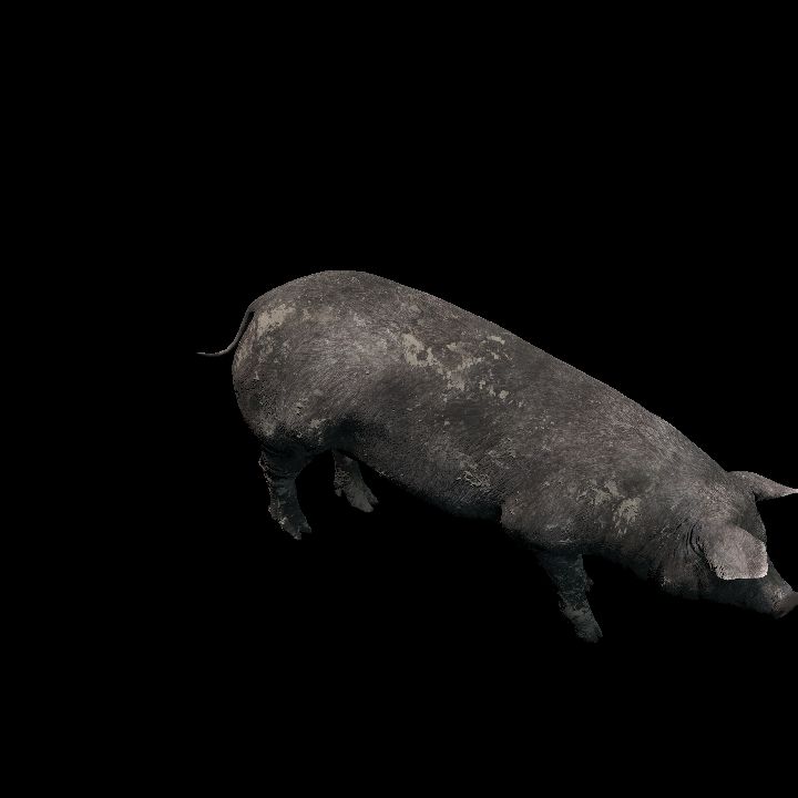 Black pig animated