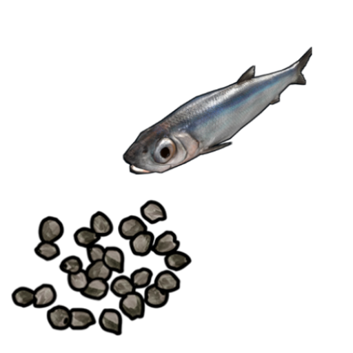 Anchovy Seed