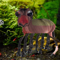 Shrimps247
