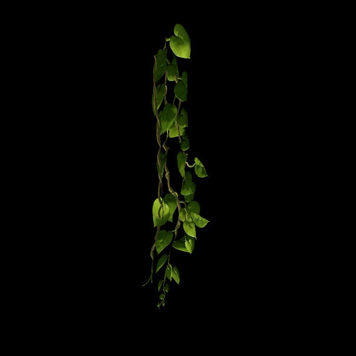 Vine_25