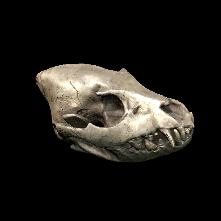 Skull, Mysterious