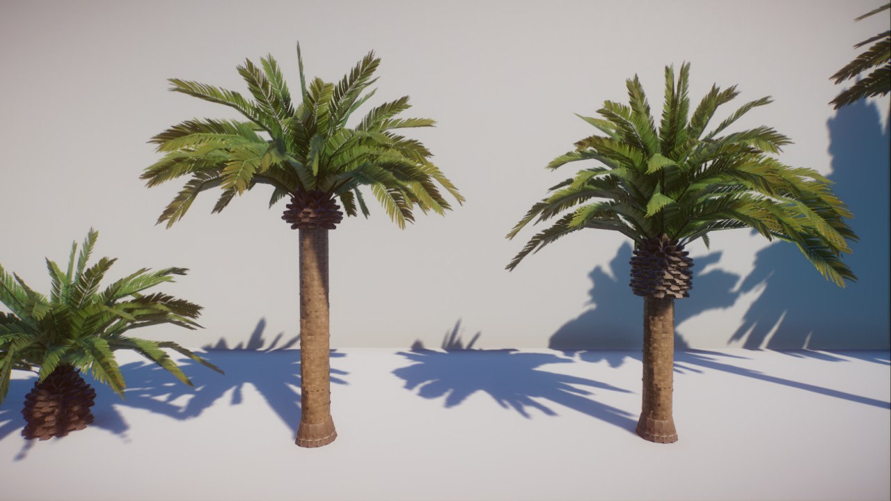 Canary Island Date Palm