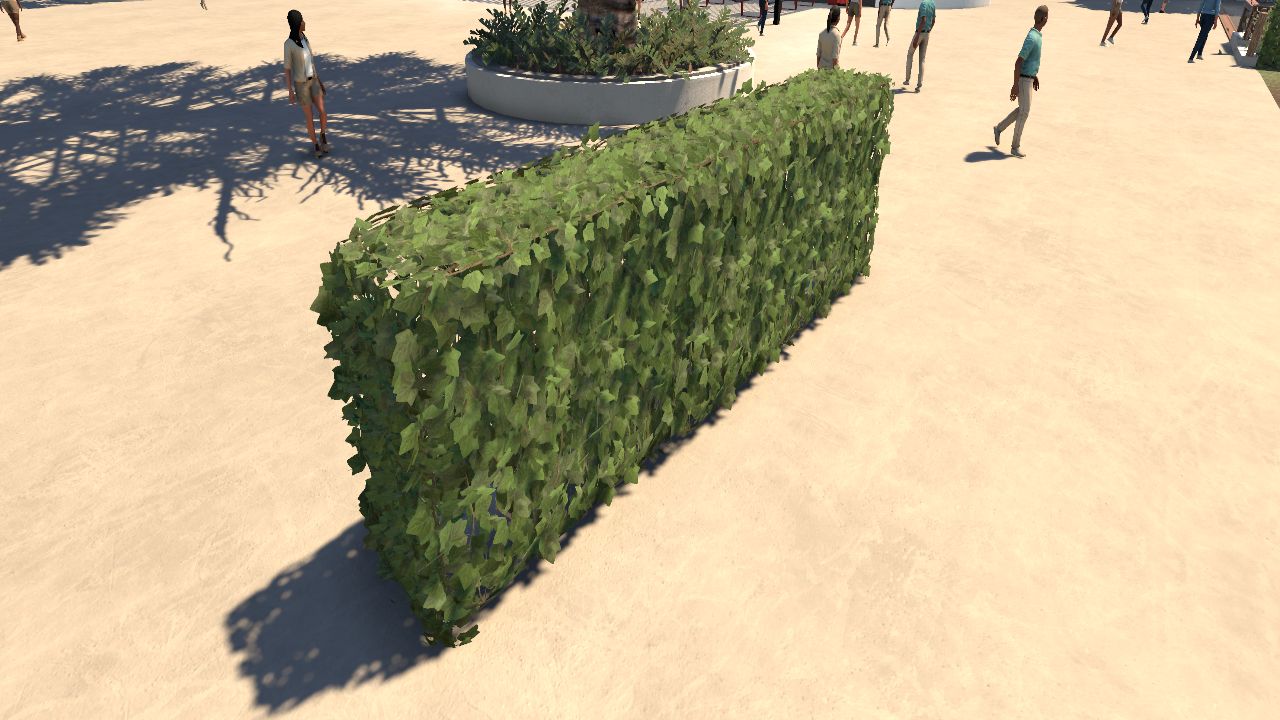 Ivy Hedge