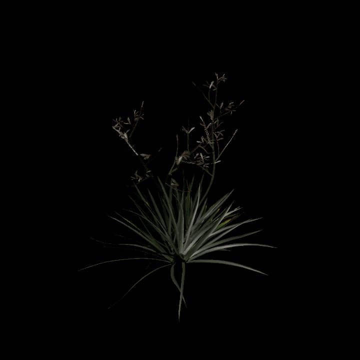 Nature, Plant, Kangaroo Paw 3