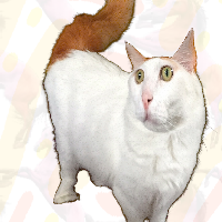 2 cats