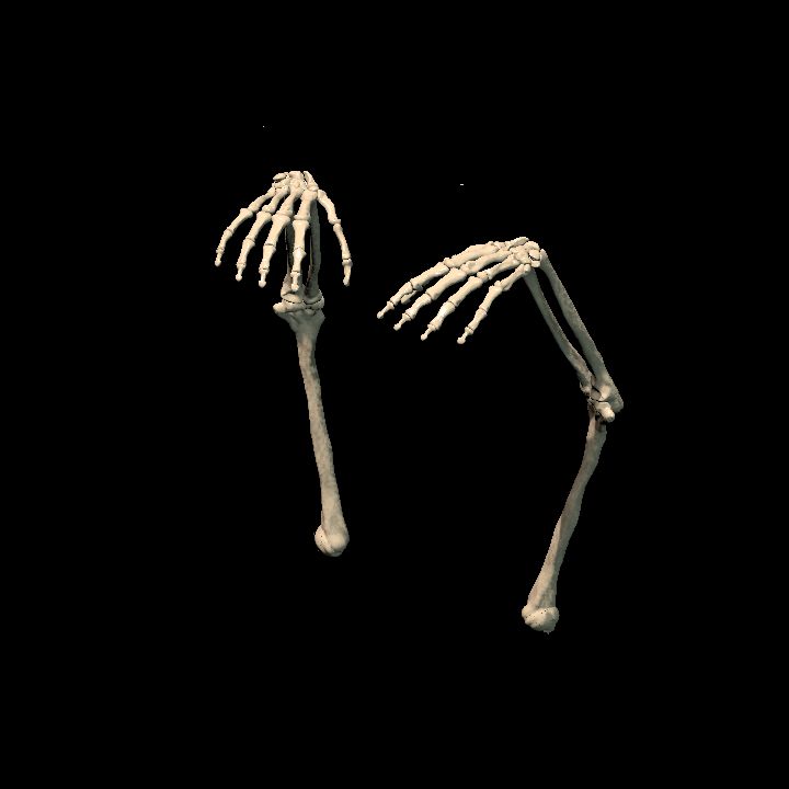 Skeletal arm (pair bent)