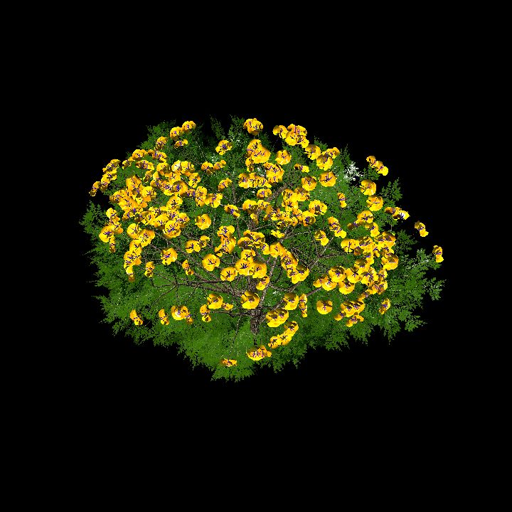 Flowering bush_4