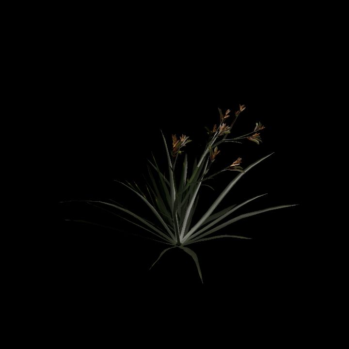 Nature, Plant, Kangaroo Paw 2