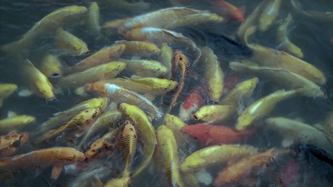 Underwater Mirage